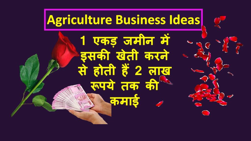 Rose Farming Business in Hindi